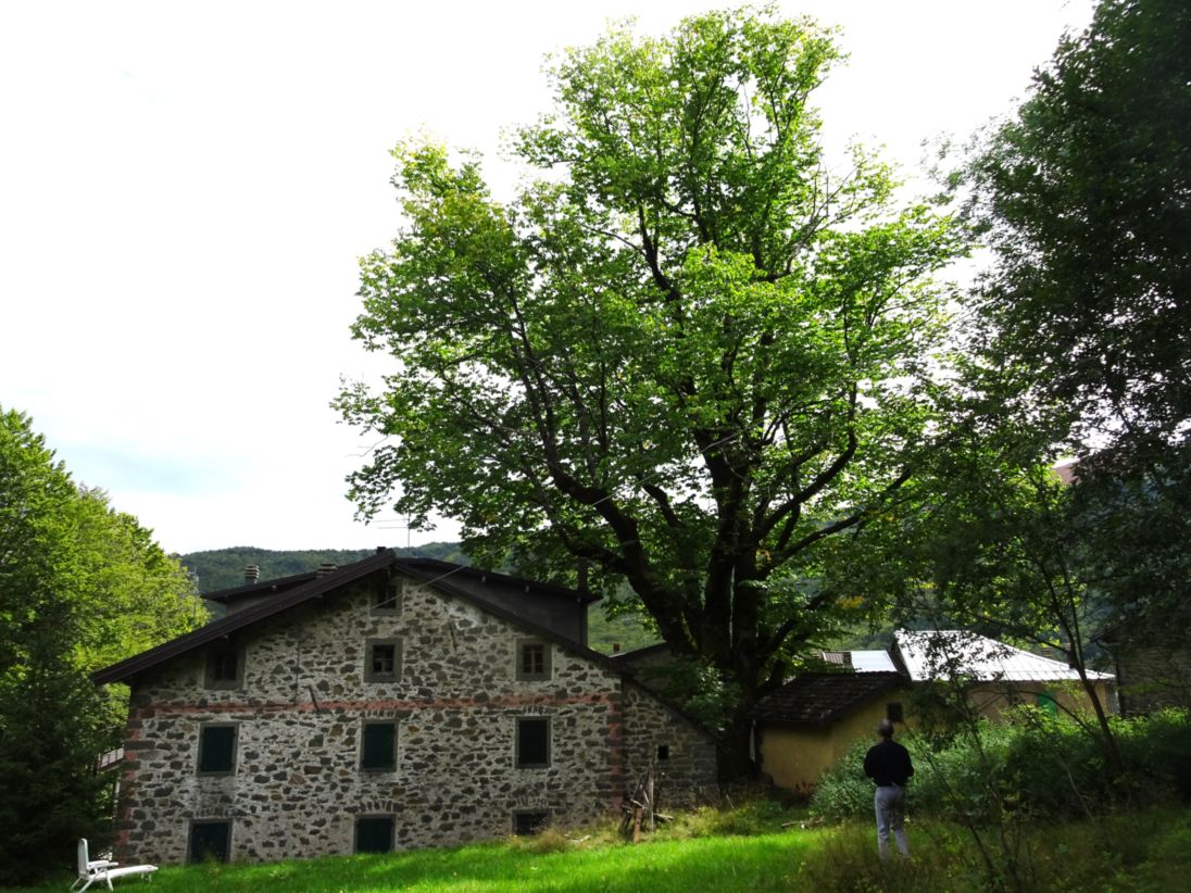 Olmo montano_Pievepelago_DSC02142